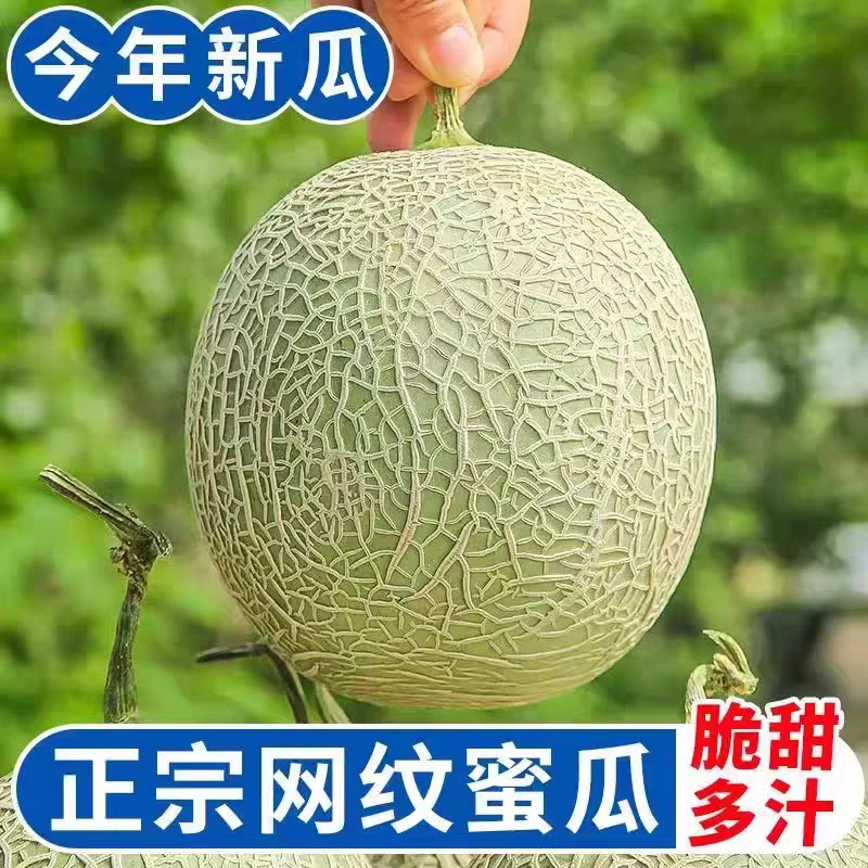 【达吾水果】唐朝蜜网纹瓜1件16斤起(同城骑手配送到家)