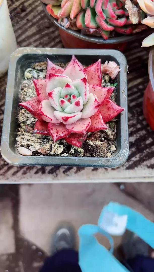 苏*多肉植物一物一拍17228