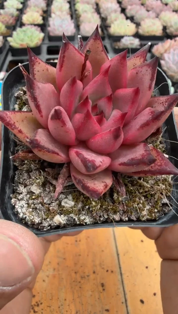 东云多肉园二店-176