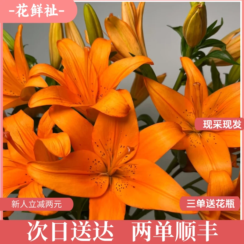 花鲜祉【穿梭亚百合3枝】云南基地直发新鲜包邮送到家次日达