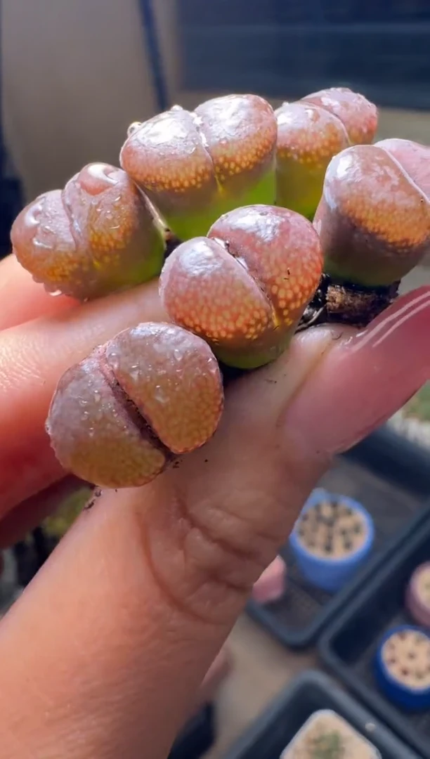 26-89多肉植物肉锥风铃一颗