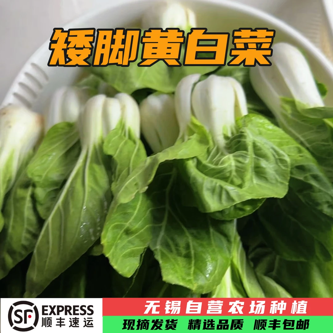 （新上市）矮脚黄白菜长杆矮脚黄奶油白菜青菜顺丰包邮矮脚黄白菜