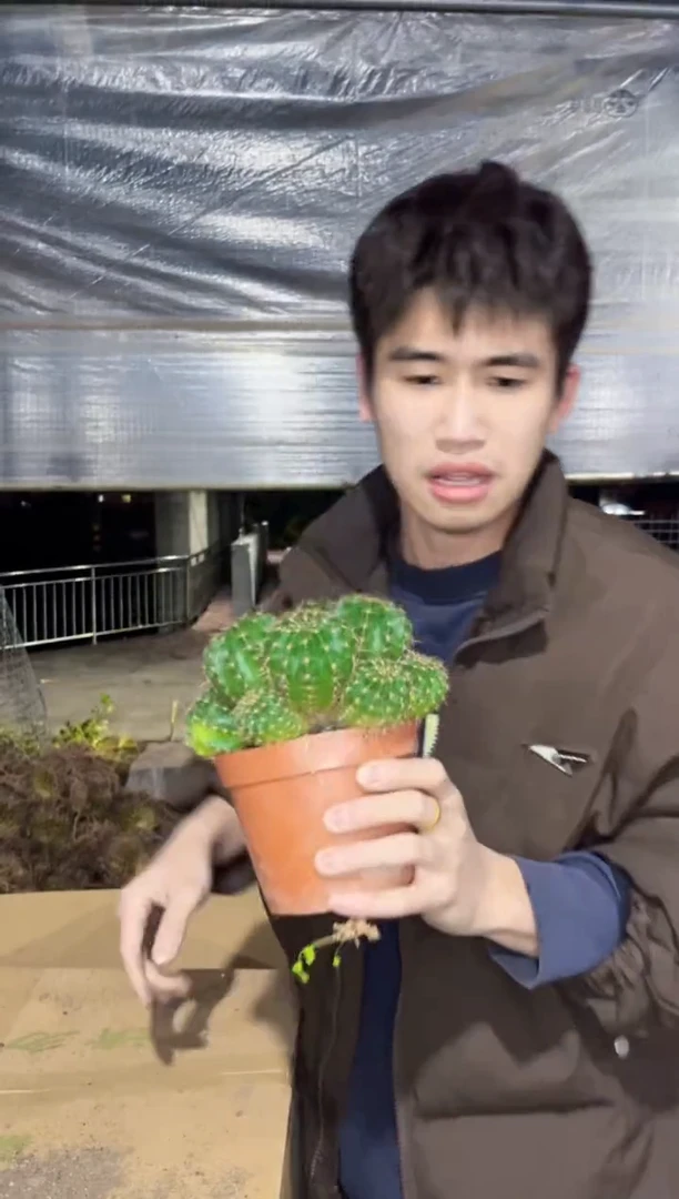 【闪购商品】大号 席克氏彩草群生