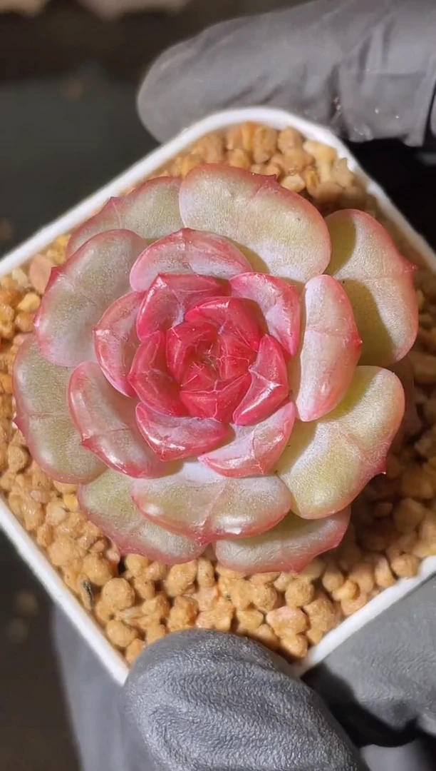 闪购1822  转转多肉一颗 2-3厘米