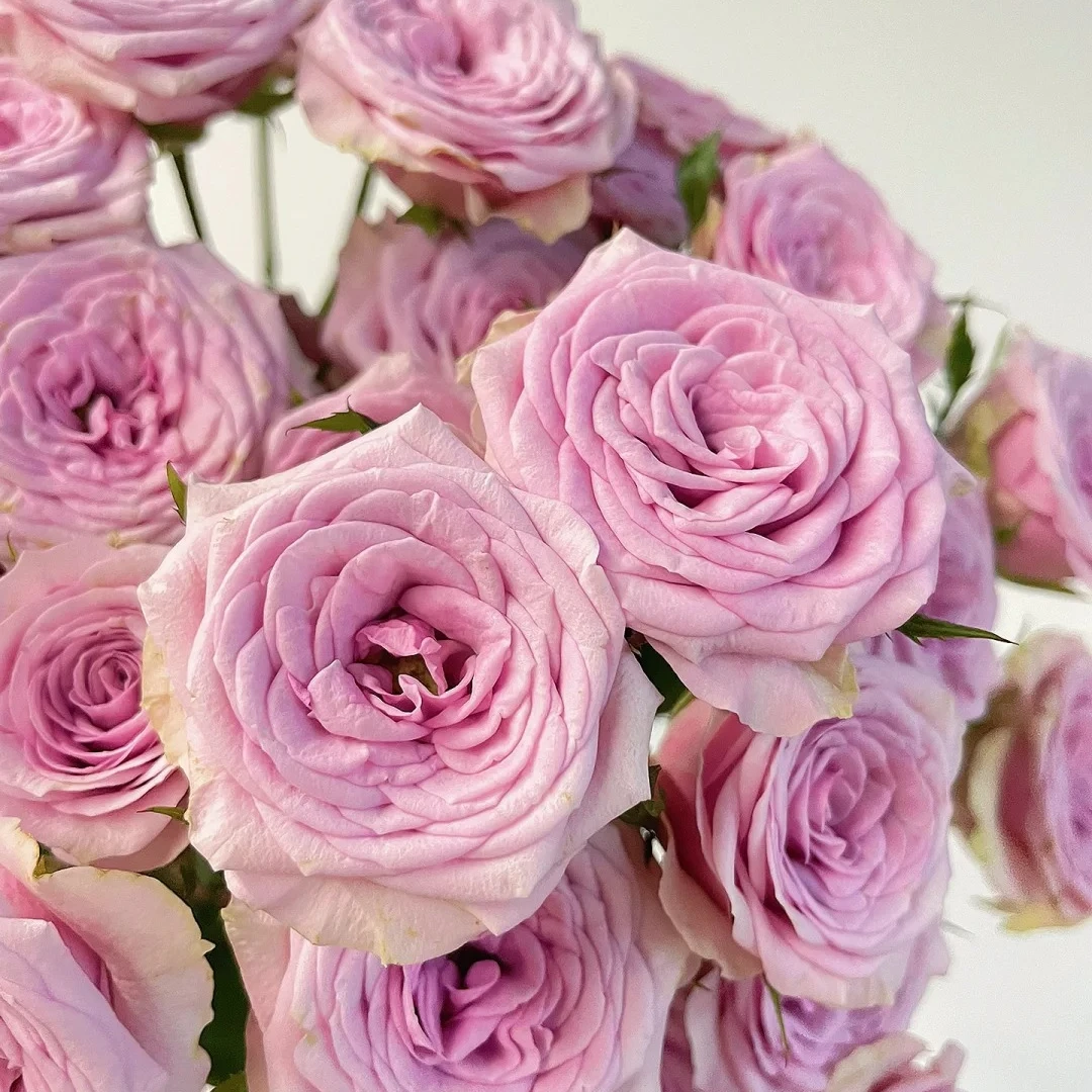 【多头莱拉】紫色淡雅玫瑰   5℃以下地区必拍保温棉 不拍冻坏不售后