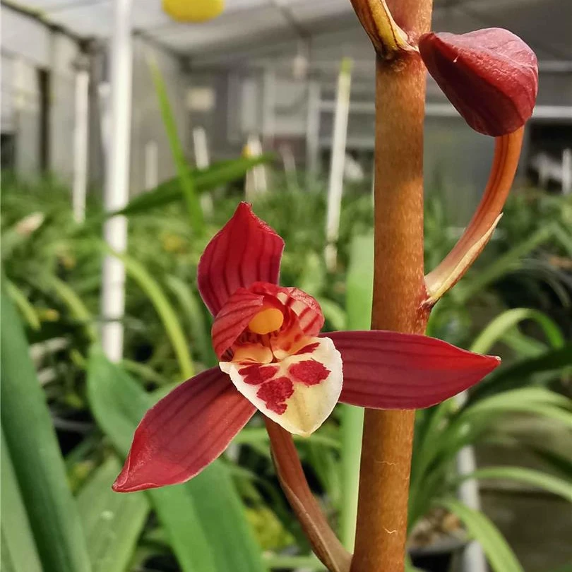 墨兰鸿运当头兰花邱邱唐