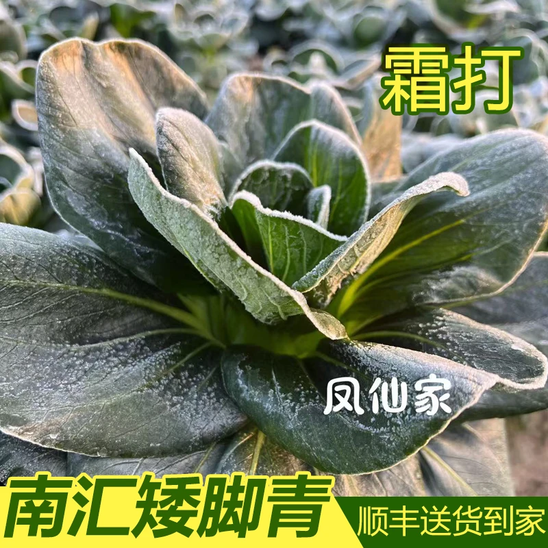 【南汇矮脚青发顺丰】上海南汇新场本地露天霜打青菜新鲜苏州青黑菜