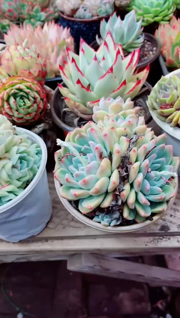 25022多肉植物一物一拍