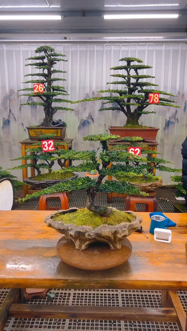 无花朵雪*精品盆景直播间一物一拍