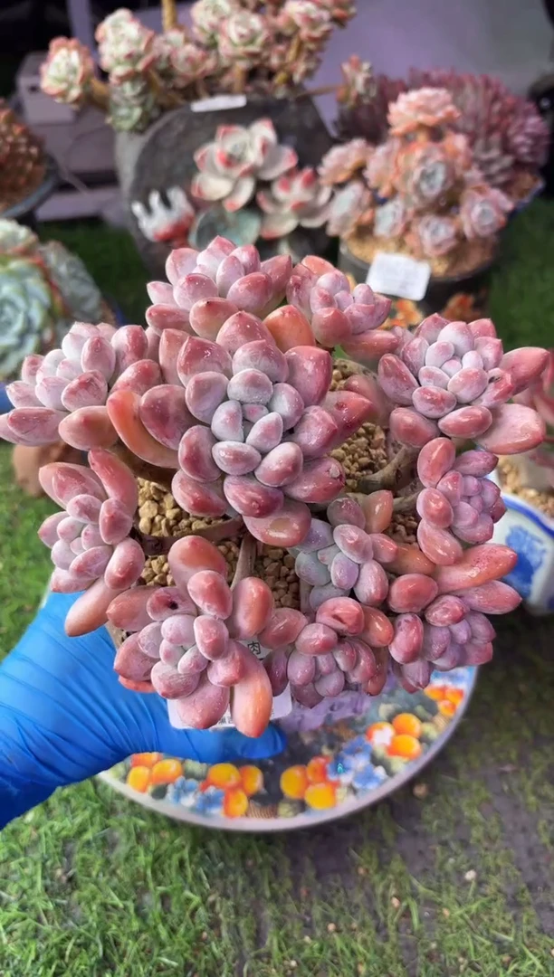 昆明印象多肉05077