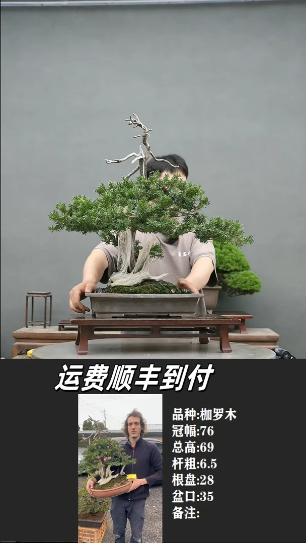 A***A11 枷罗木