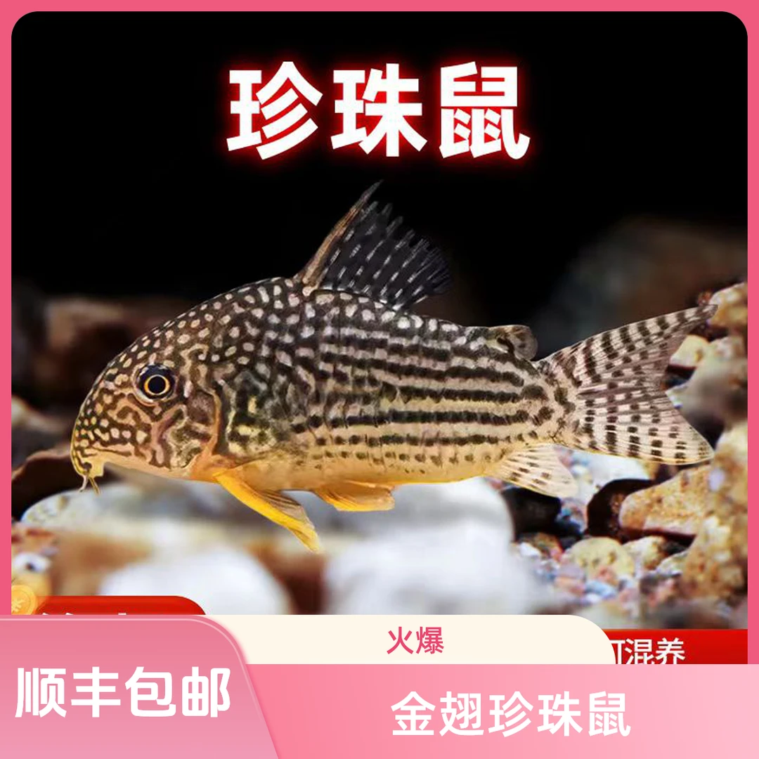 金翅珍珠鼠清洁鱼鱼观赏鱼清理鱼缸残渣底层翻砂必备观赏鱼