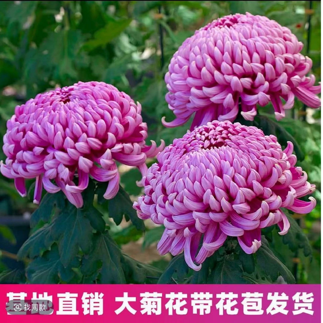 【大菊花】盆栽带花苞花苗四季开花球菊室内外花卉植物菊花盆栽