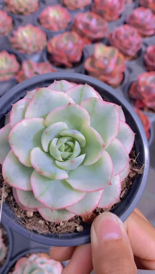 A356-奶油黄桃锦脱土发（量拍）