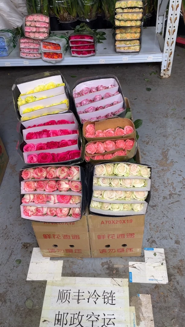 单头玫瑰60枝（任意3个品种）