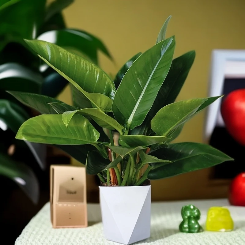 大叶金钻观叶植物大盆好养植物四季常青金钻吸甲醛防辐射净化空气