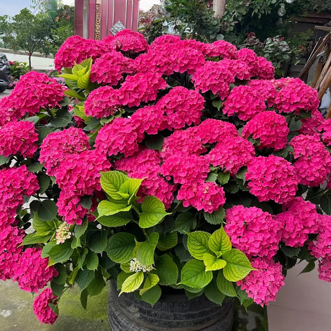 红色无尽夏绣球 云南基地直发带花苞耐寒老桩好养美观新手易养