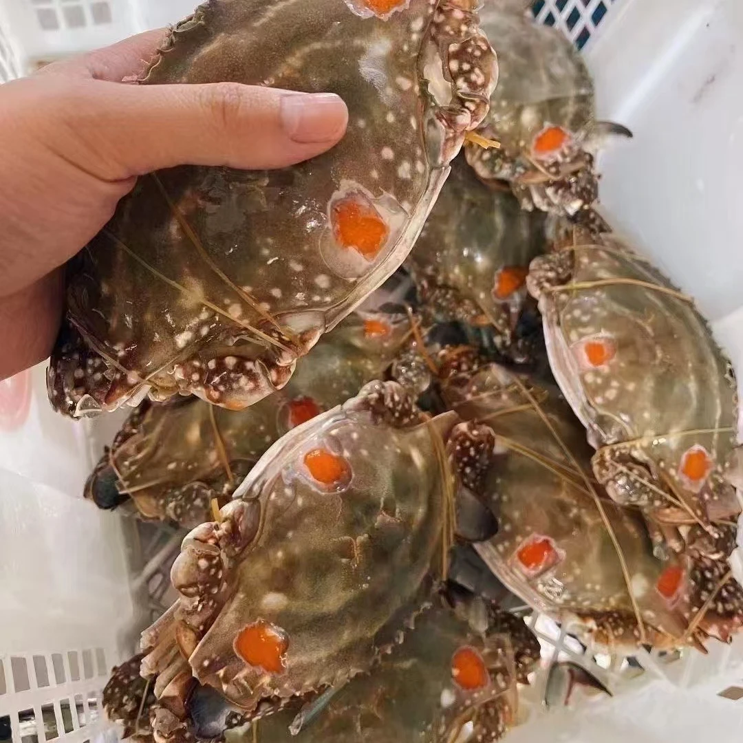 舟山红膏呛蟹咸呛蟹6到8两