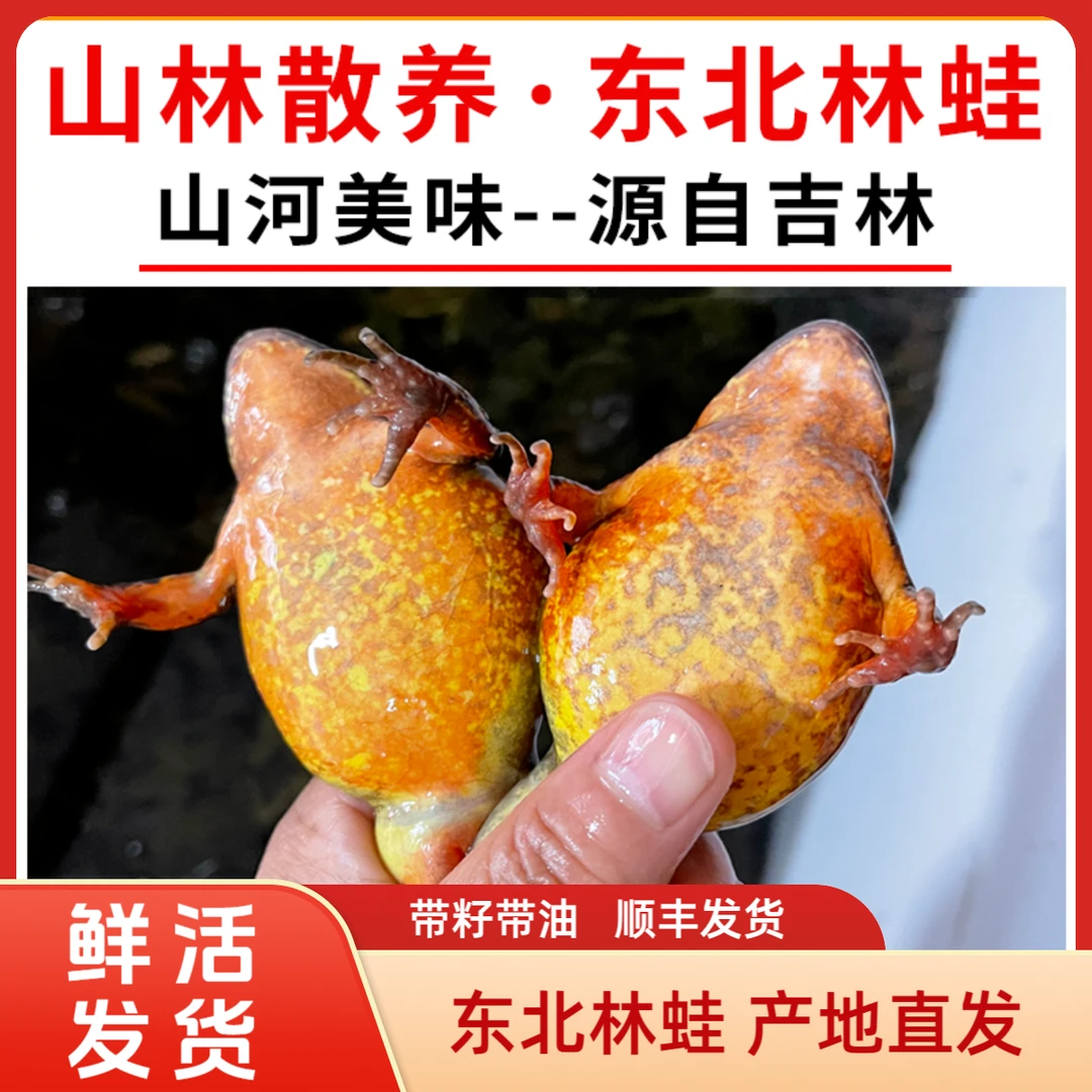 东北林蛙 河鲜 长白山母豹子送东北大酱顺丰包邮