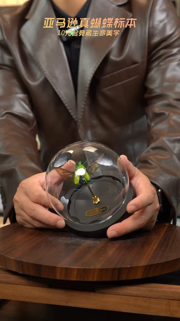 绿萝花金龟展翅玻璃罩款