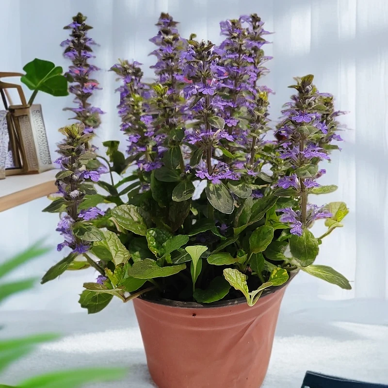 筋骨草，耐阴防涝，开花胜过薰衣草