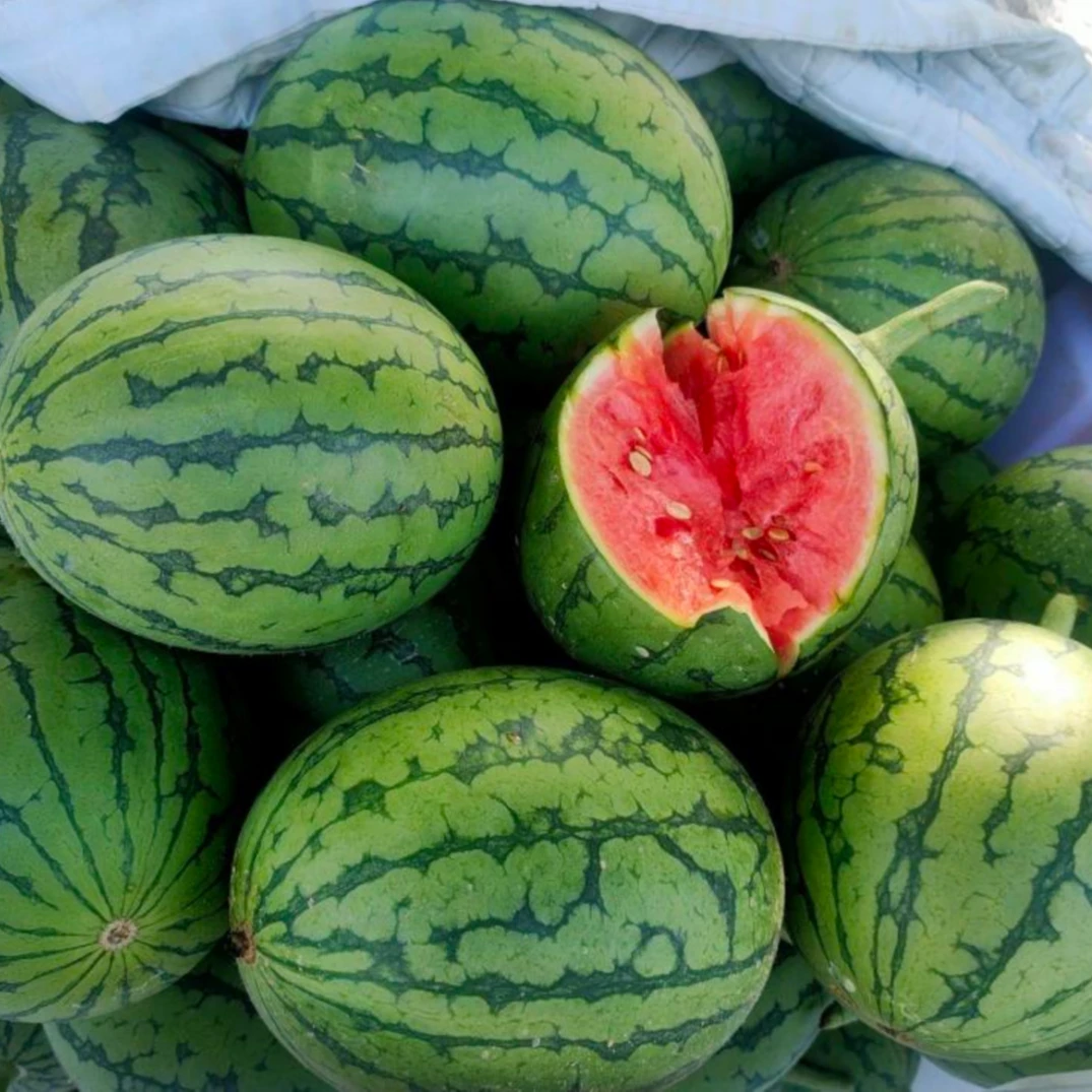 【小糖丸西瓜】1个（2斤±0.1）海南省