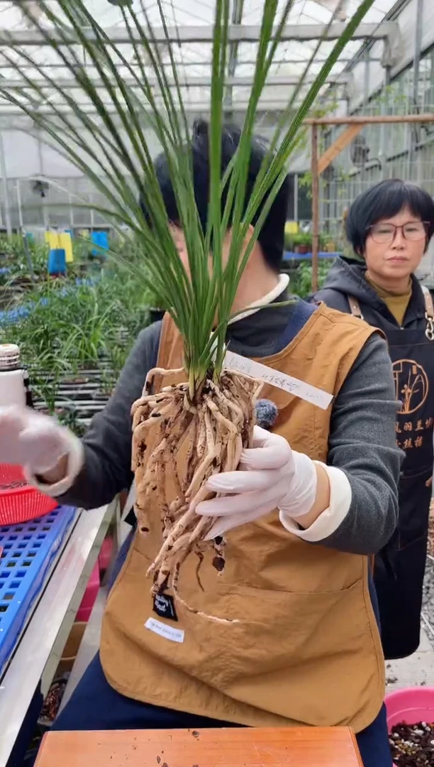 当前无花朵，栽培后可花朵老**志金岙素，，， 老孟同志