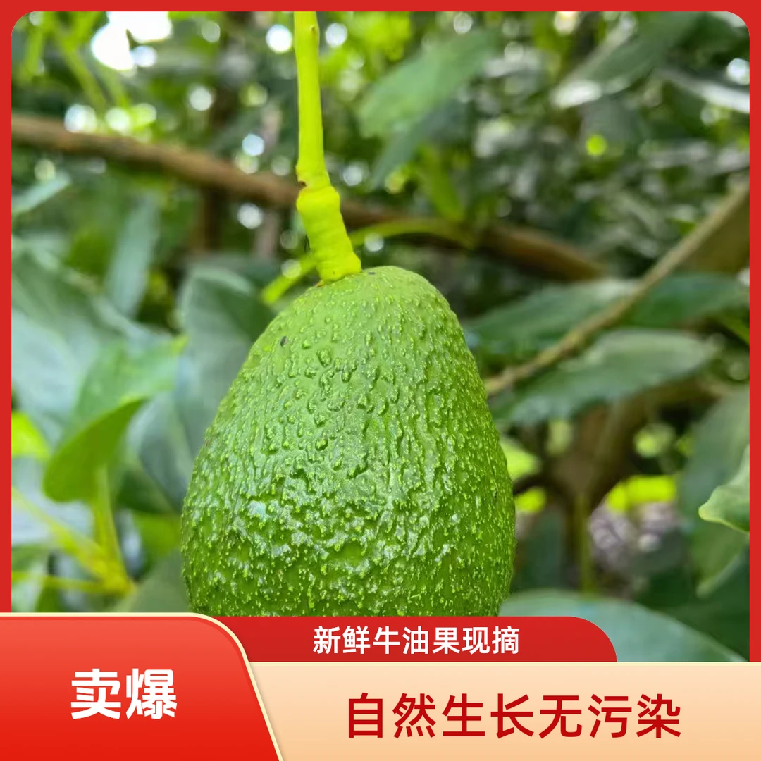 /邮政空运/云南孟连哈斯牛油果新鲜当季鲜果辅食代餐