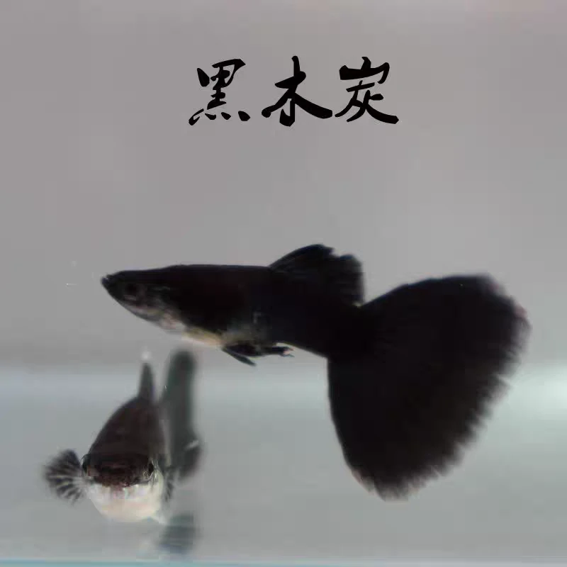 【木炭黑】4条+2条备损孔雀鱼新手小白好养易繁殖小热带鱼