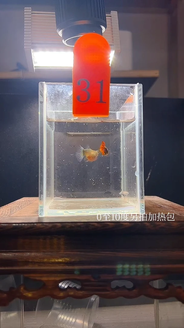 孔雀鱼杂袍玻璃猫普通体编号31