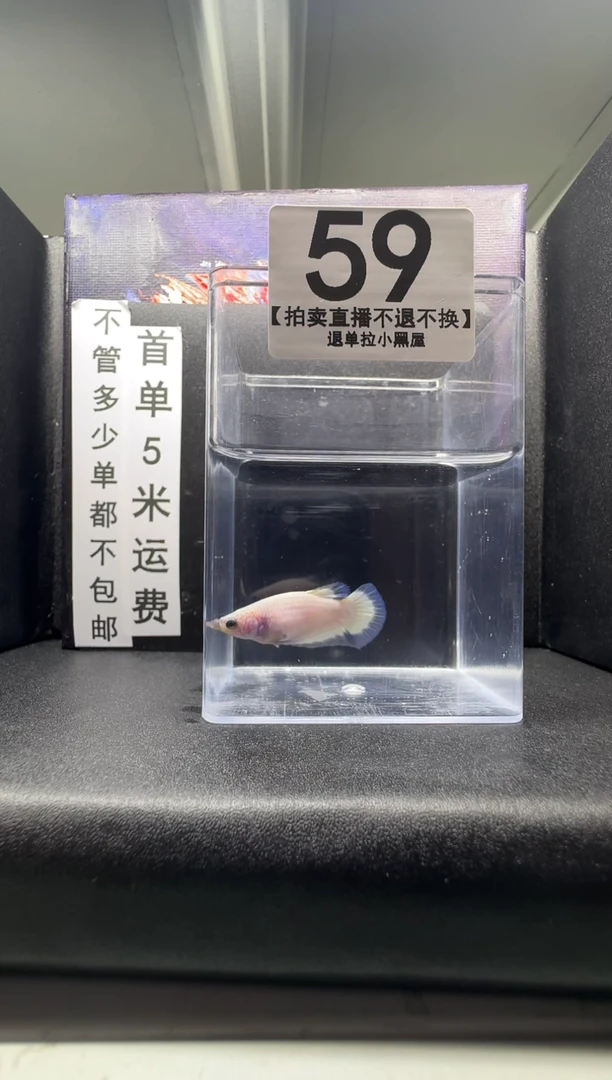 斗鱼母鱼编号：59