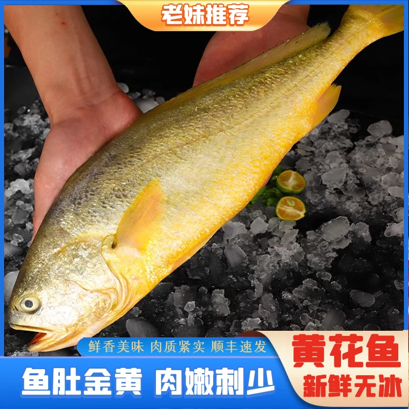 【三兄弟海鲜】大黄花鱼海鲜水产大黄鱼新鲜整箱3条约1.3-1.5斤/条