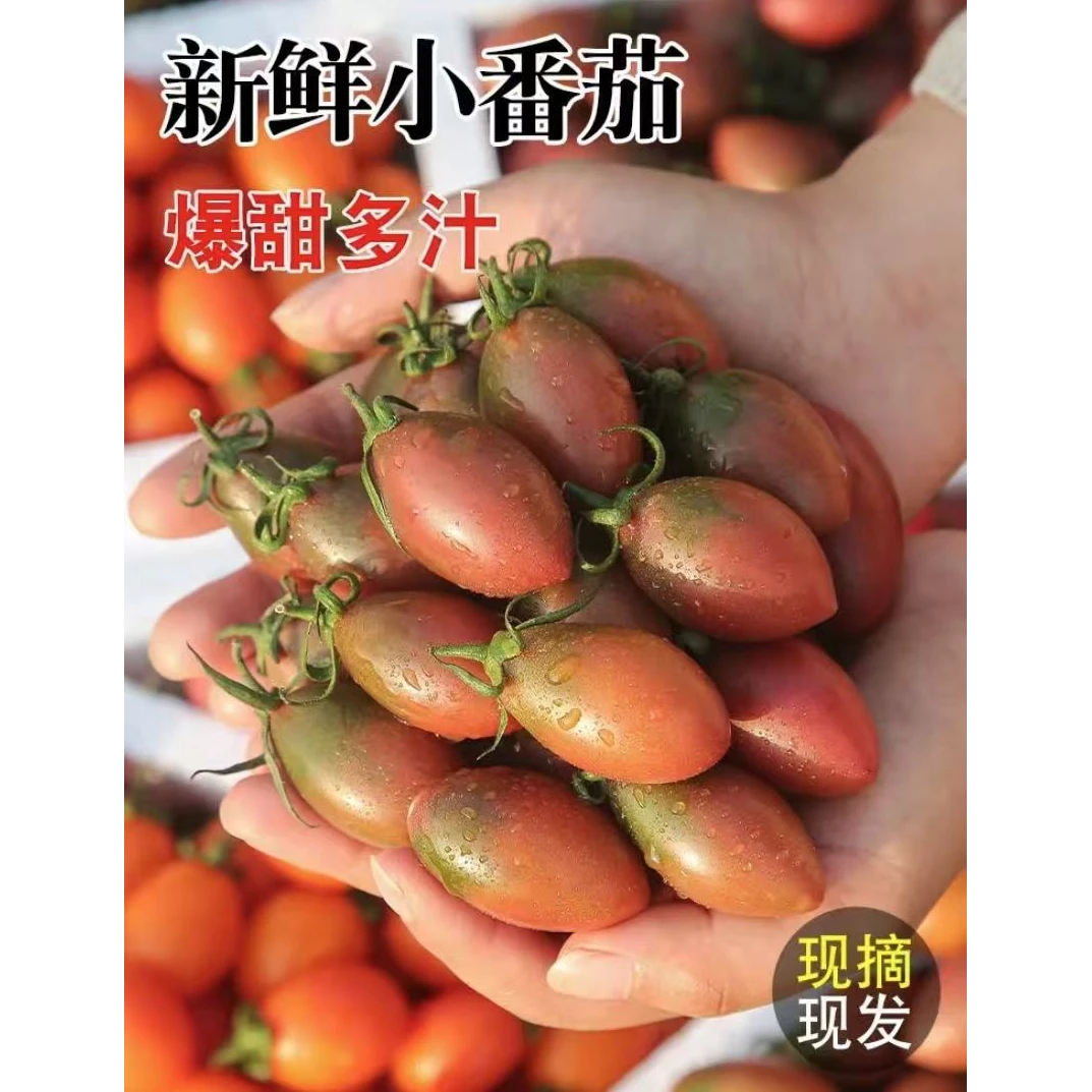 福建新鲜采摘紫弹头小番茄孕妇千禧沙拉新鲜番茄铁皮新鲜番茄