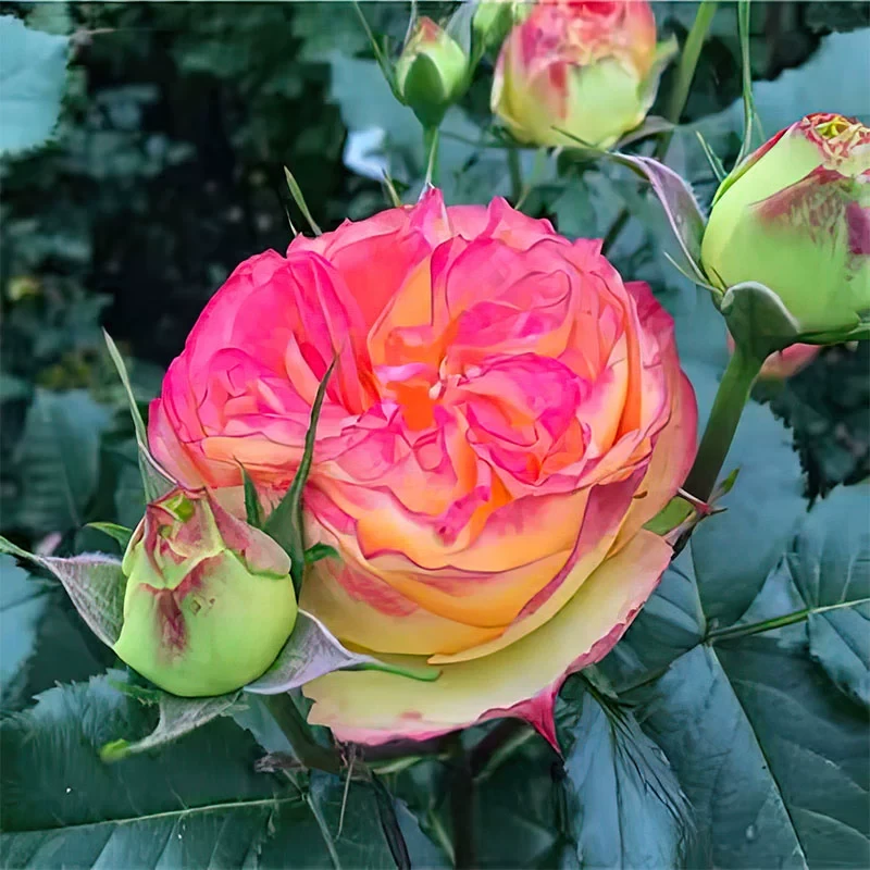 2.6米老桩橙色绒球月季月季花藤本大花多季开花抗病能力强