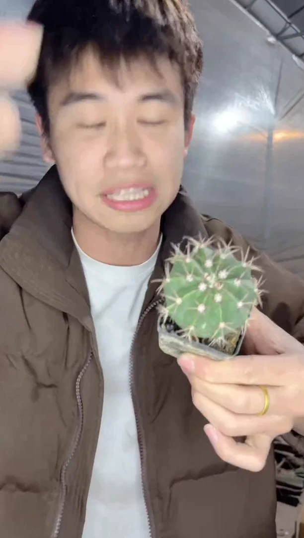 【闪购商品】6颗 实生根 紫云 3-5cm