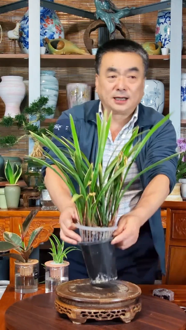 无花朵大****2水之韵水培黄金彩虹