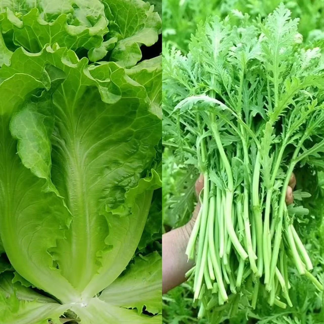 苏北农家新鲜蔬菜  生菜+茼蒿组合