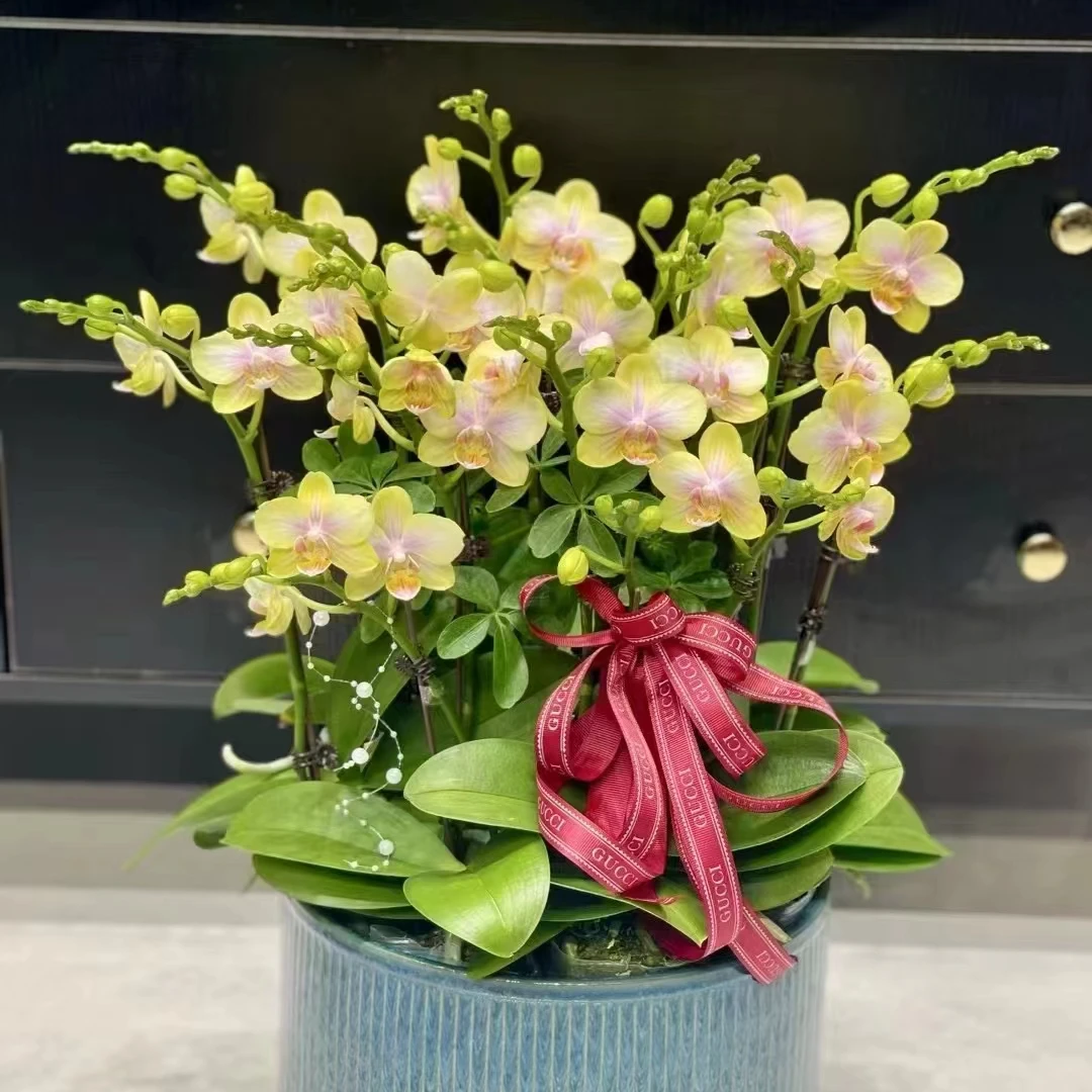 蝴蝶兰高端年宵花绿植花卉