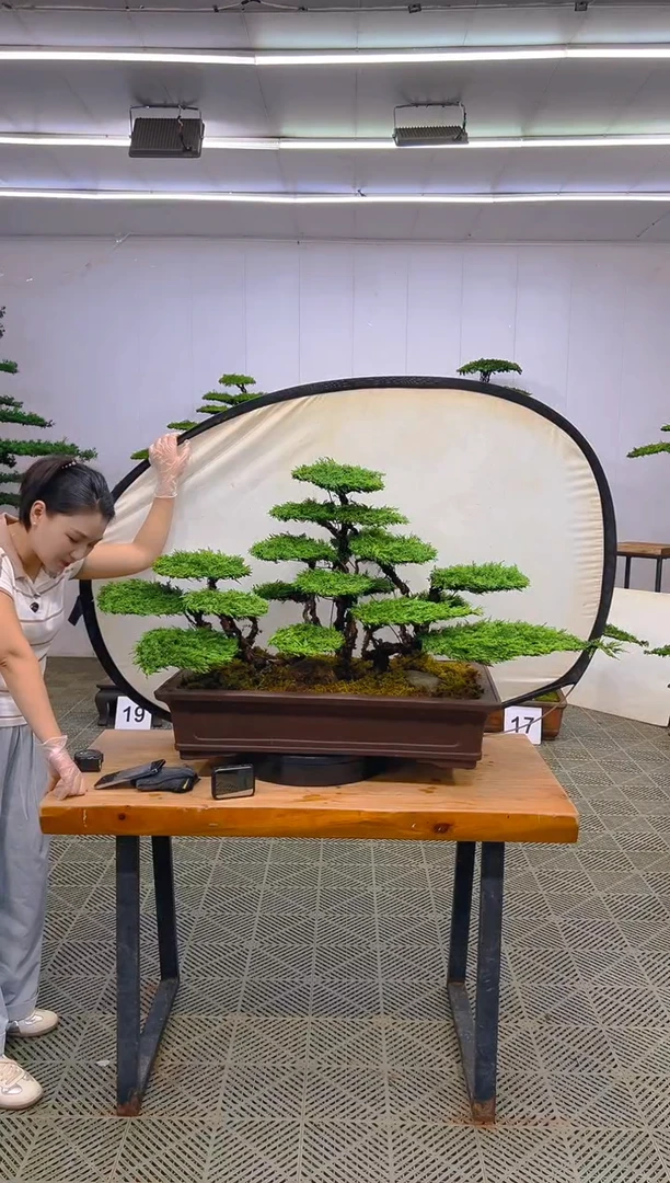 无花朵一物一拍一物一拍