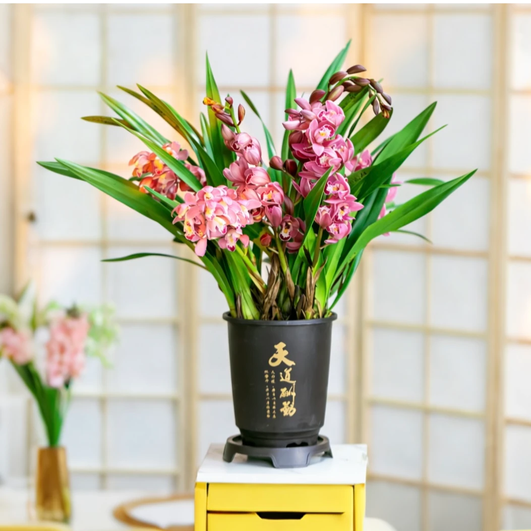 【京东快递】3-5支花剑红宝石年宵花浓香大花惠兰带花苞室内绿植