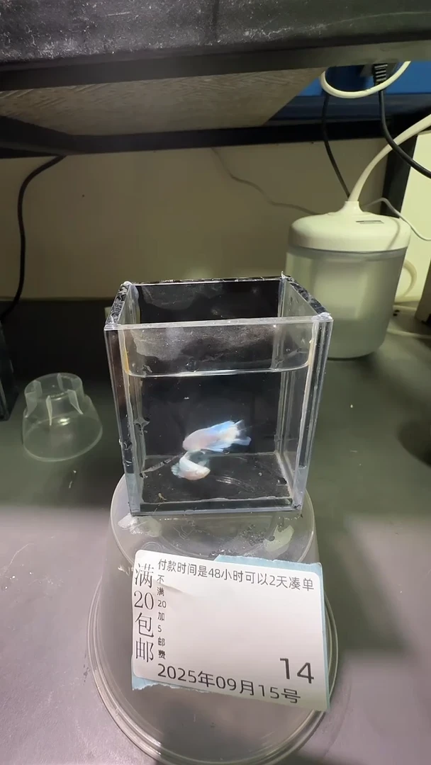 青鳉鱼观背青鳉观背青鳉14