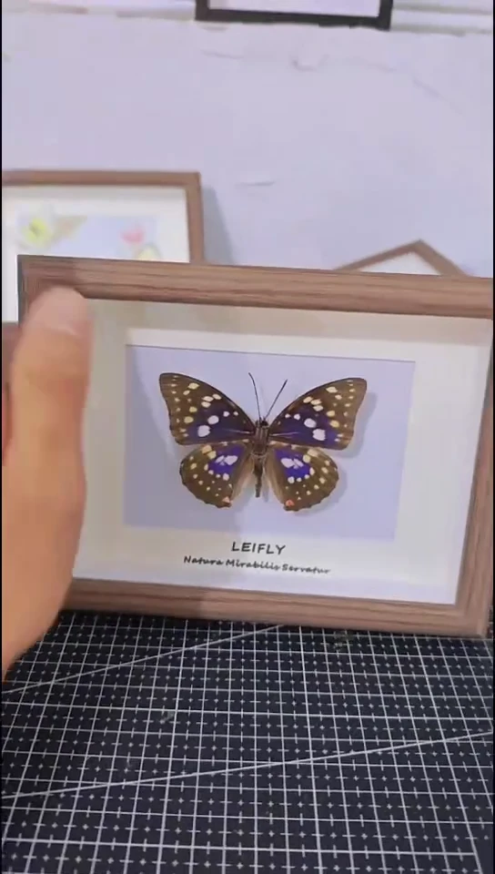 木蝴蝶标本相框装饰画