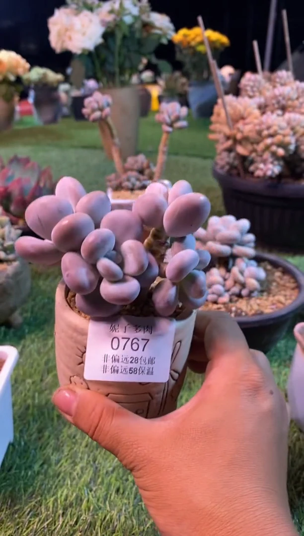 0767aa（满28包邮发货）