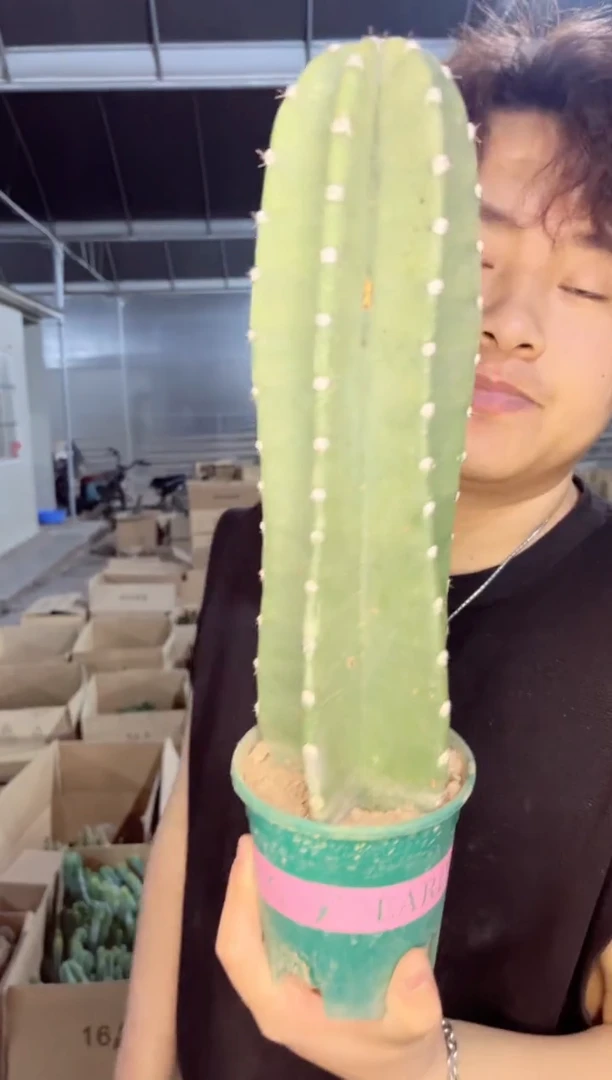 【闪购商品】【带根】25cm 量天尺