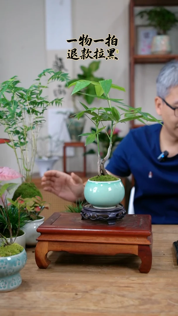 完全开放用****5发财树204