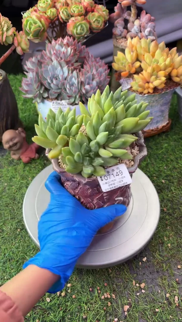 昆明印象多肉07149