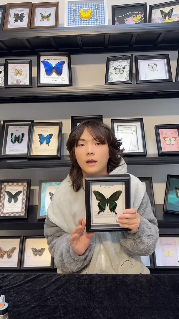 玻璃真实蝴蝶标本