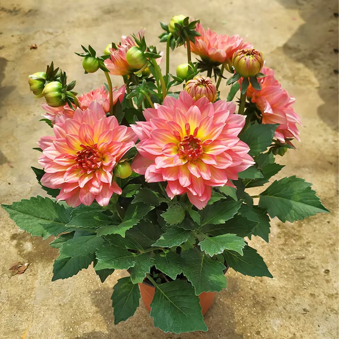 小丽花四季开花耐寒易活室内阳台绿植