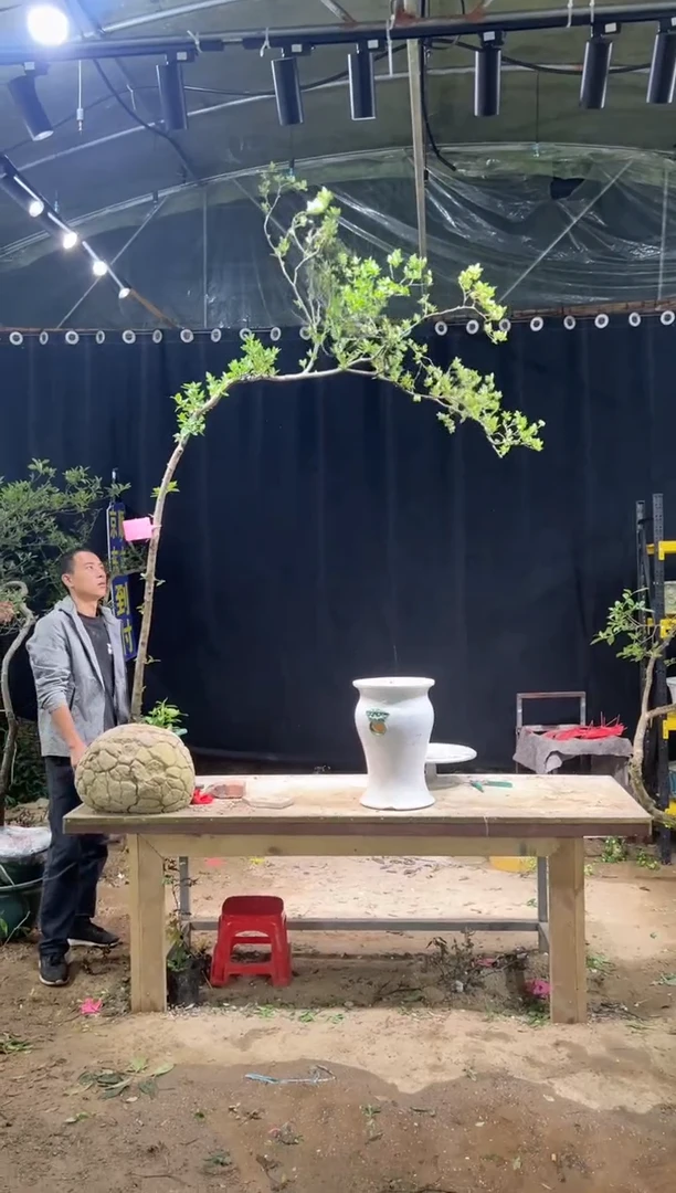 当前无花朵，栽培后可花朵万*会  海岛栀子花