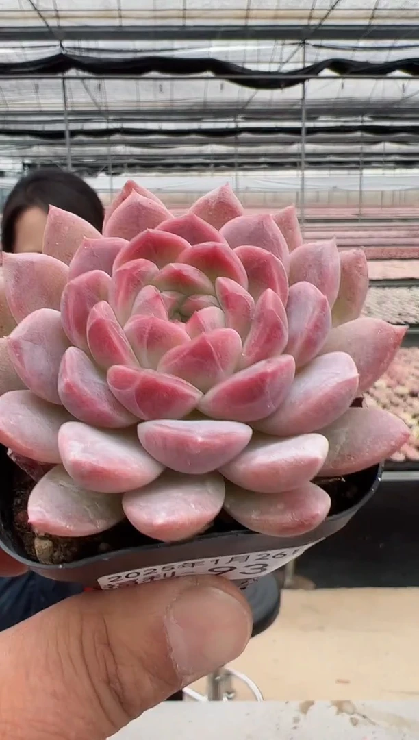 【闪购商品】福利款多肉（红韵）93